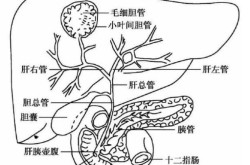人体分泌胆汁的器官是，人体产生胆汁的器官是什么