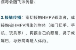人偏肺病毒是什么引起的，人偏肺病毒感染的四个阶段