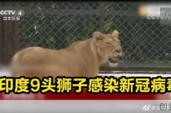 印度一动物园的8头狮子确诊感染新冠病毒，8头狮子确诊新冠