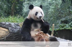 欢迎旅日大熊猫香香回家，旅日大熊猫回国新