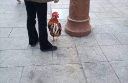 蓬莱疫情溜达鸡，蓬莱最新疫情