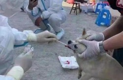 村民的羊被牵走做核酸，河北村民称羊被牵走做核酸