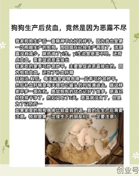 医生说狗狗贫血 3个月大 应该吃什么补 阿胶补血剂狗狗能吃么?