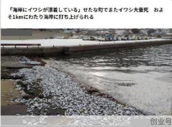 2000多名游客滞留北海死亡,北海休鱼期2024