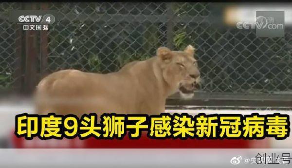 印度一动物园的8头狮子确诊感染新冠病毒,8头狮子确诊新冠