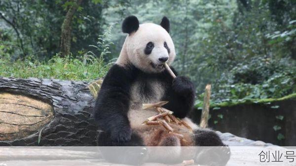 欢迎旅日大熊猫香香回家，旅日大熊猫回国新