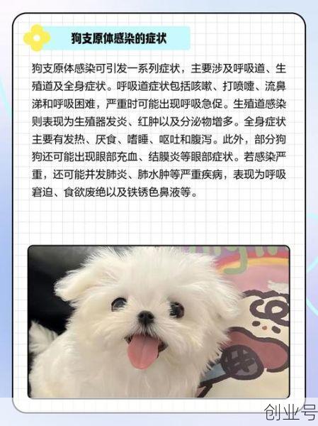 主人阳性宠物会感染吗，主人感冒会传染给狗狗吗