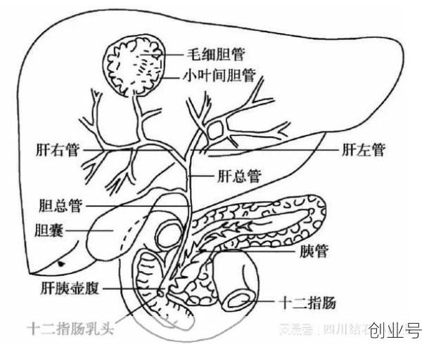 人体分泌胆汁的器官是，人体产生胆汁的器官是什么